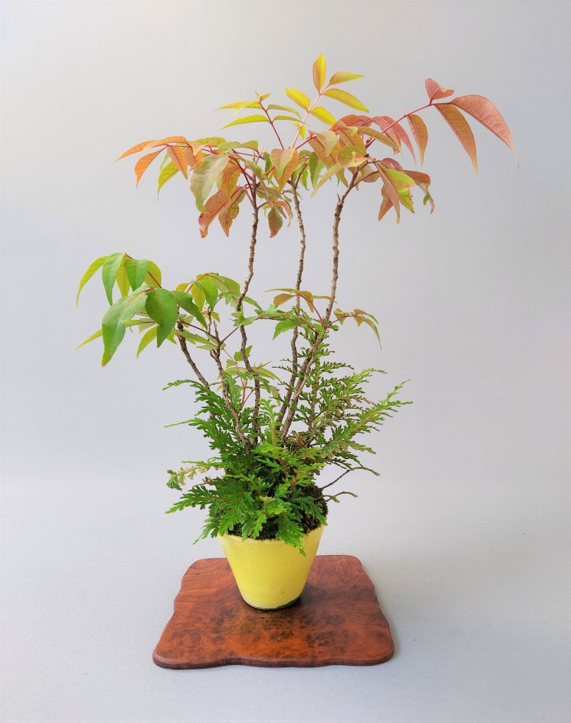 Japanischer Rhus mit Japanischem Farn