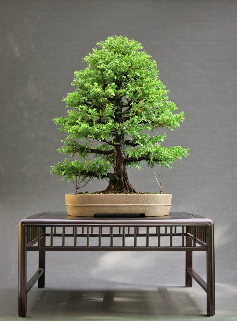 Cryptomeria Bandai Sugi 27.9.2021.JPG