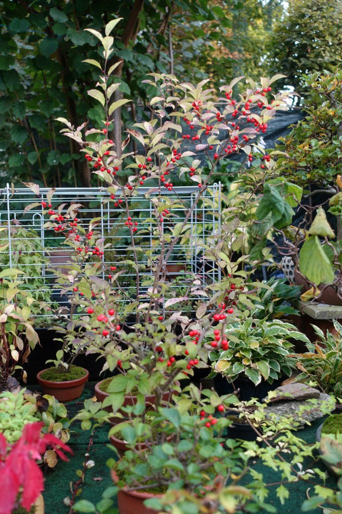 meine Ilex serrata-Damen mit reichem Fruchtbehang