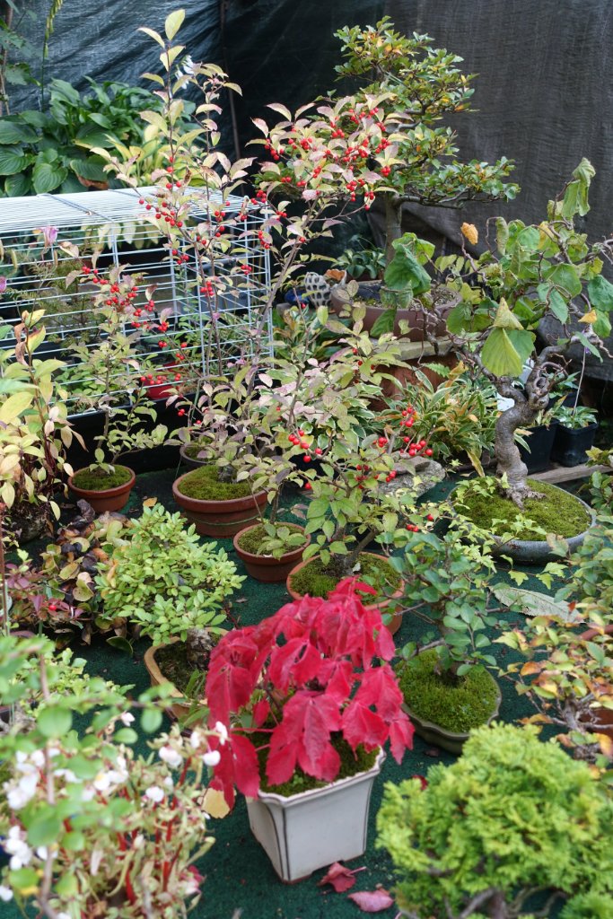 nochmal in Begleitung eines Wilden Weins Parthenocissus tricuspidata