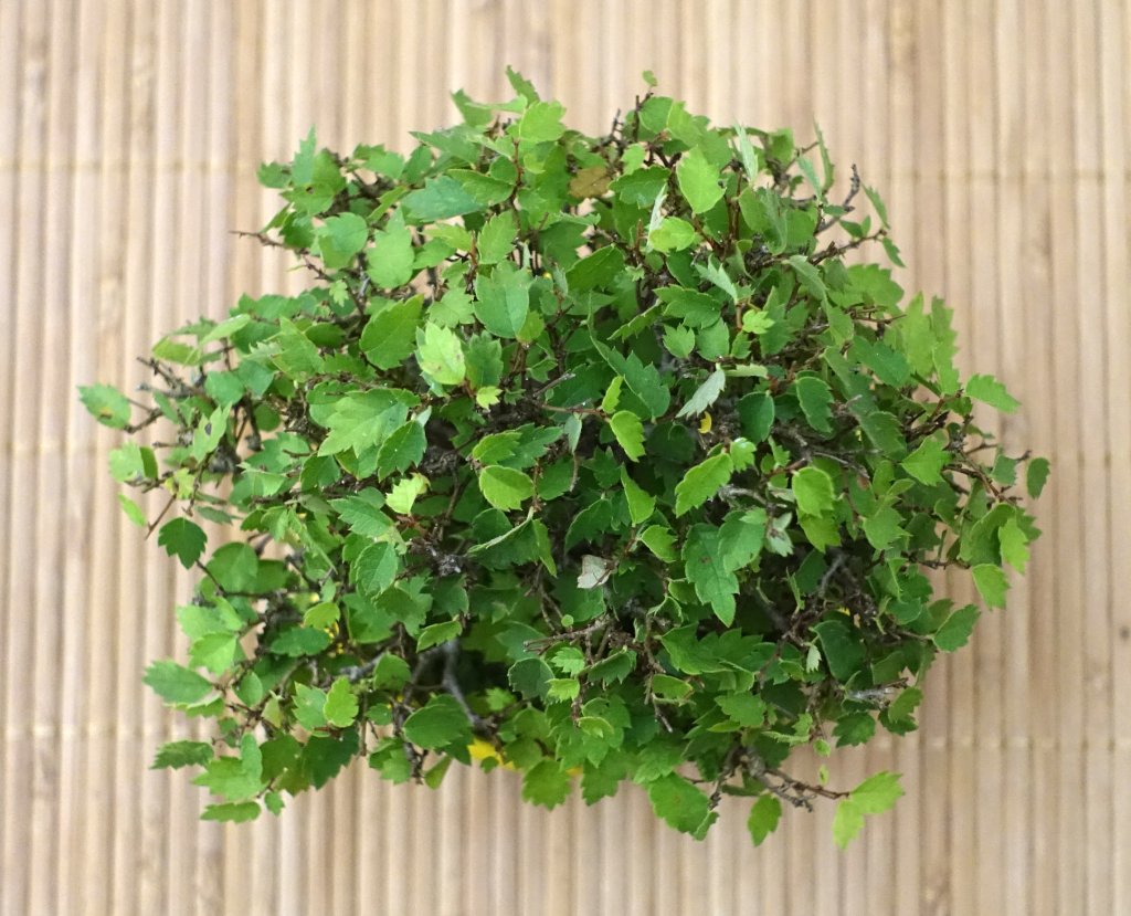 Zelkova-serrata02_2021-08e.jpg