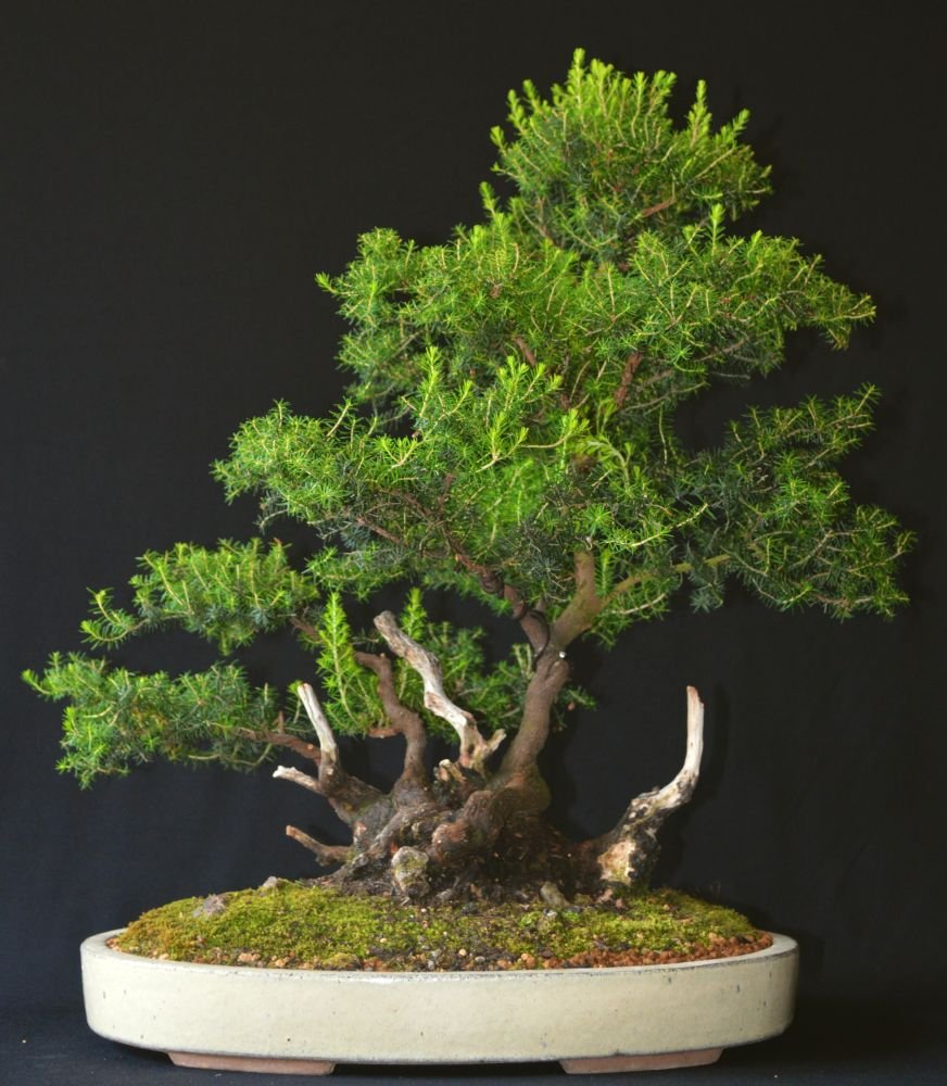 Erica arborea 7-13.jpg