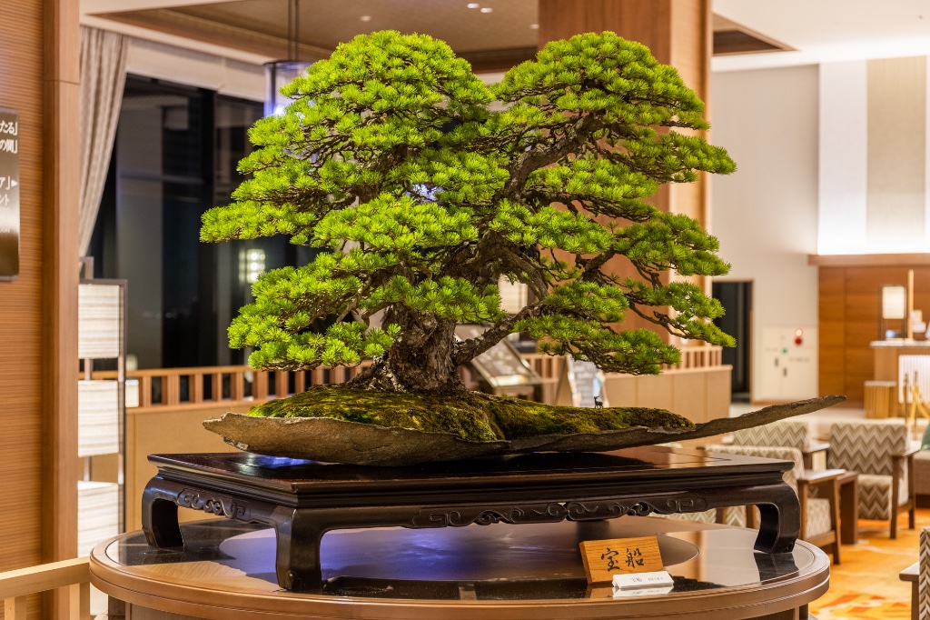 Taiga_Baum_Display2.jpg