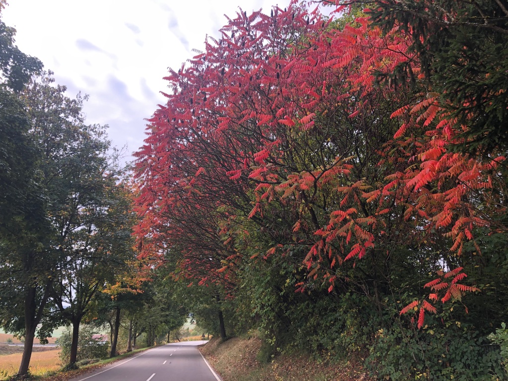 Essigbaum