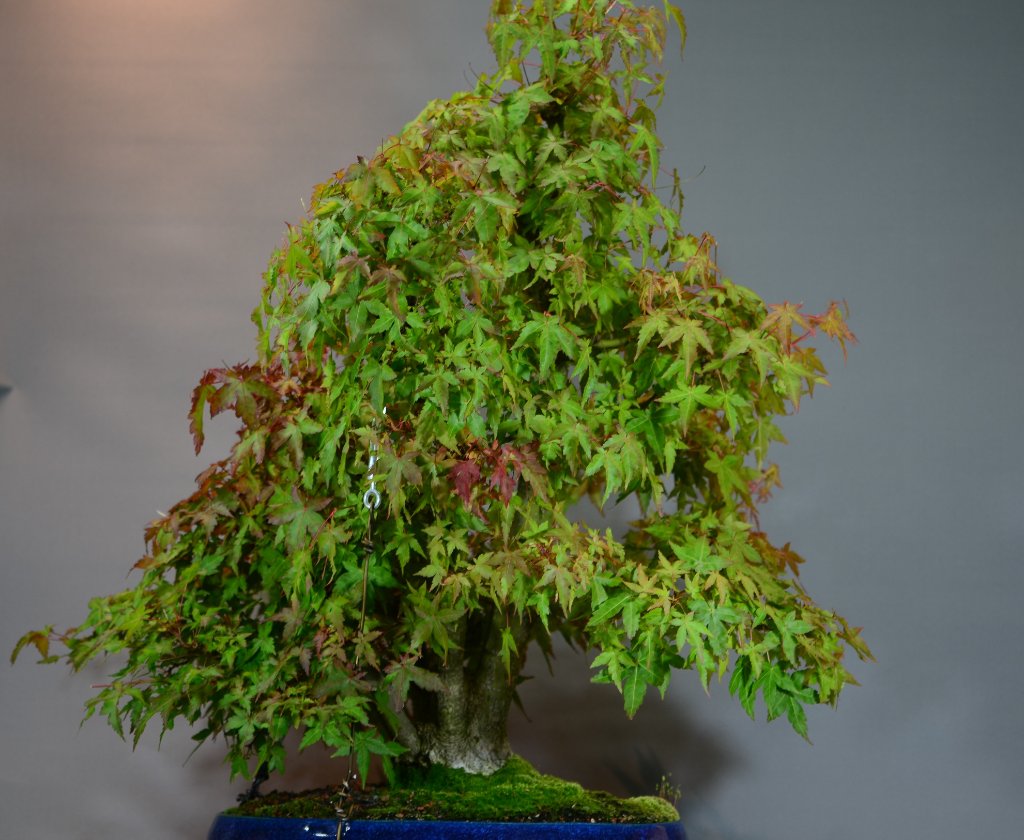 DSC_2488.JPG
