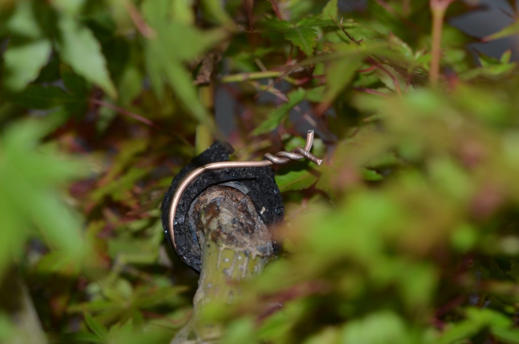 DSC_2497.JPG