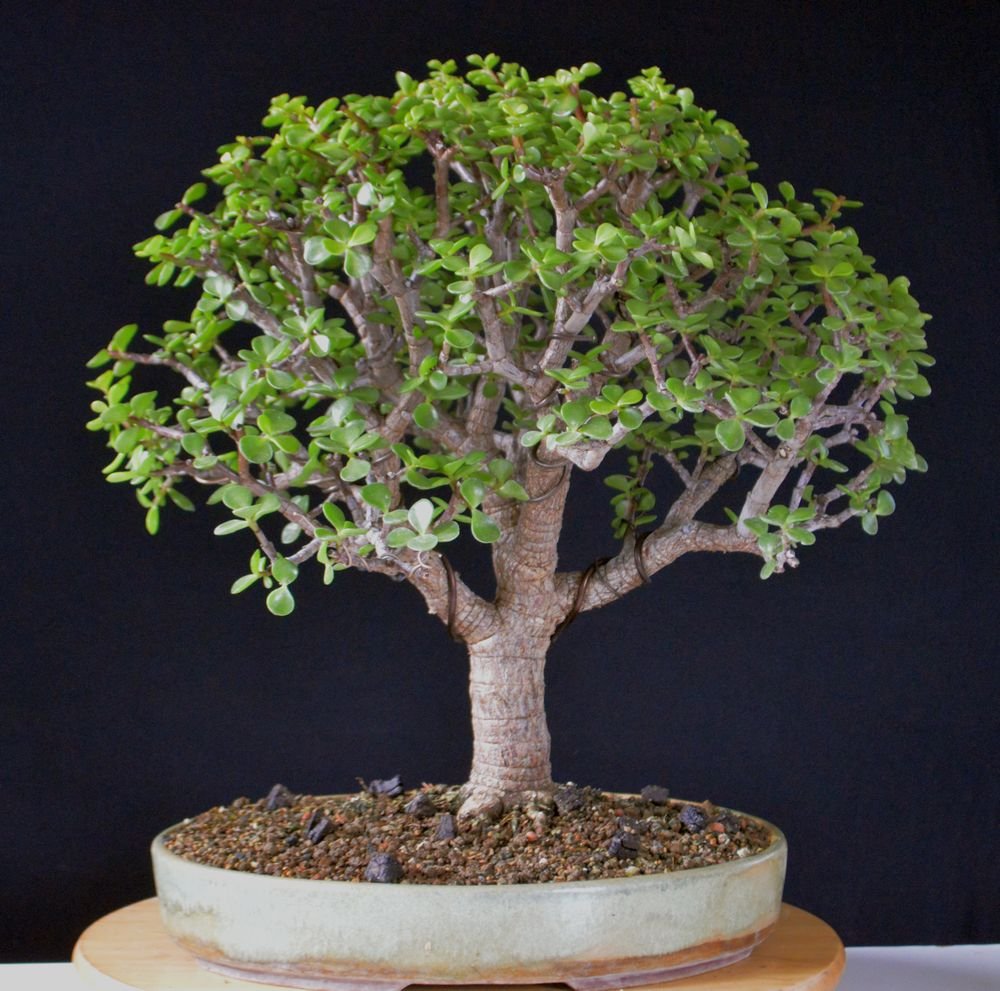 Jadebaumsteckling Apfelbaum 11.10.21.jpg