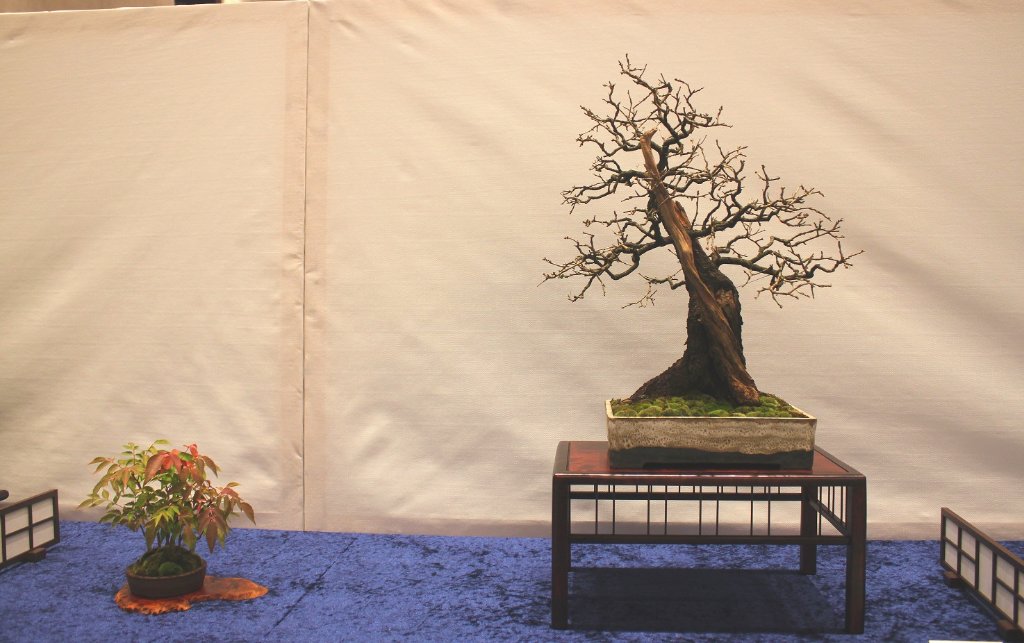 Prunus mahaleb