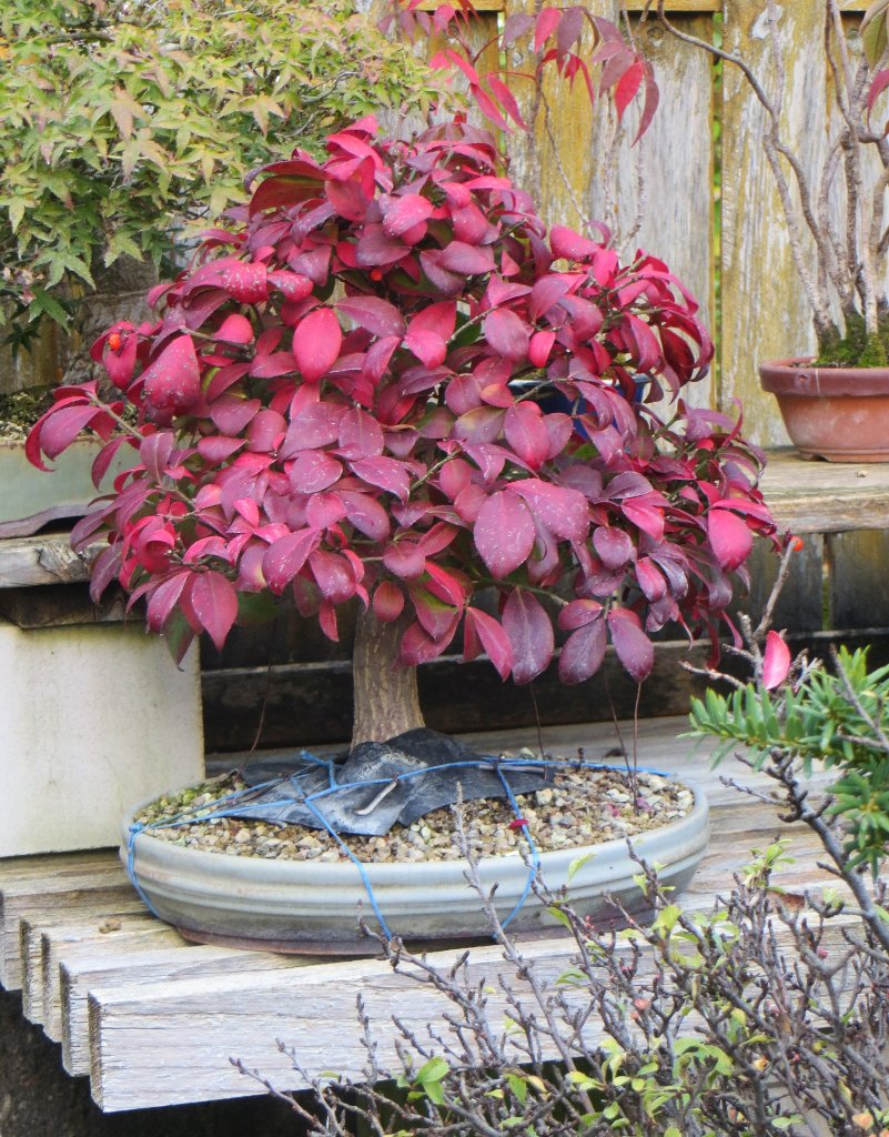 Euonymus-alatus_2021-10.jpg