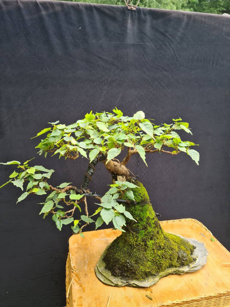 Ficus religiosa über Stein. 3.jpg