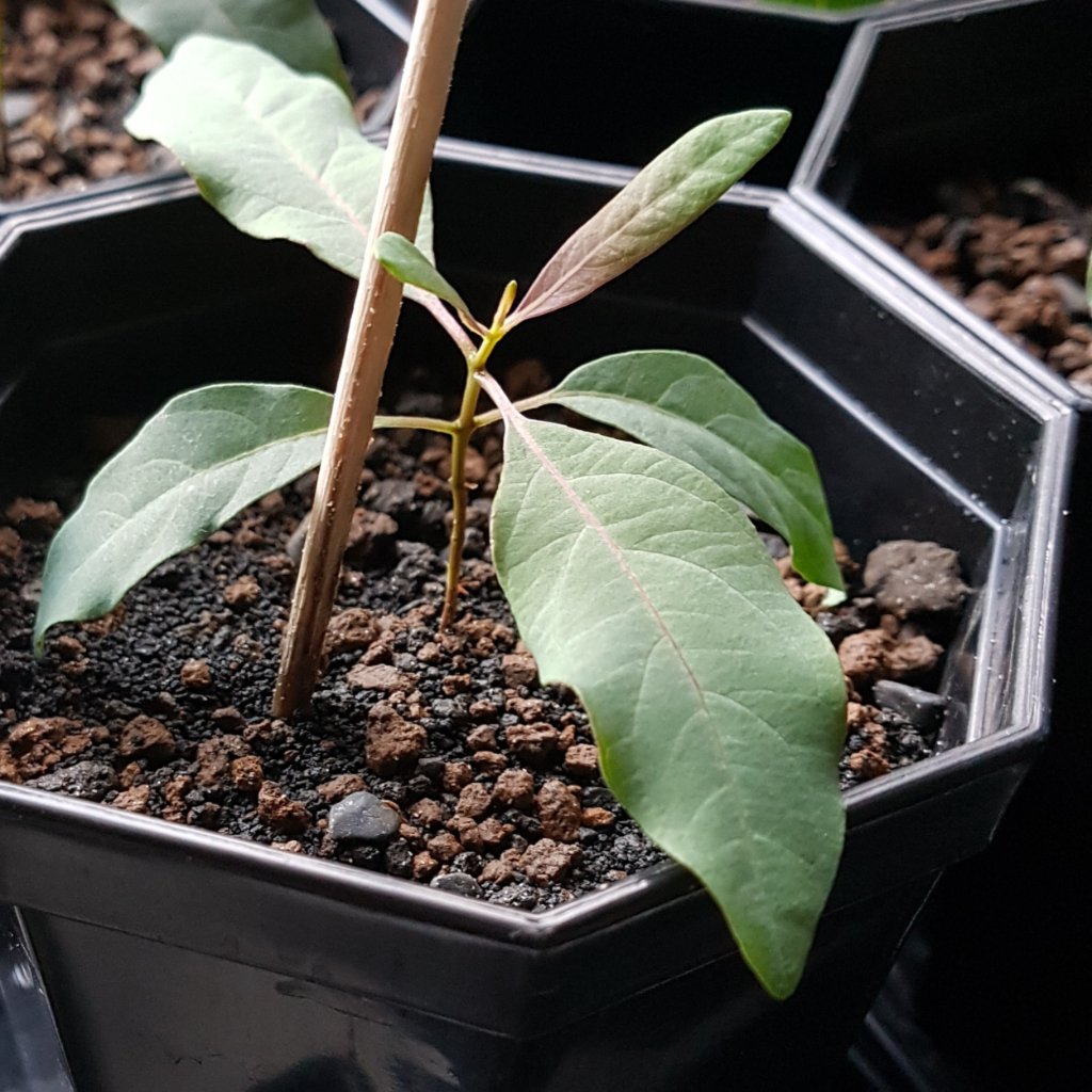 IMG_13102021_084741_(2500_x_2500_pixel).jpg