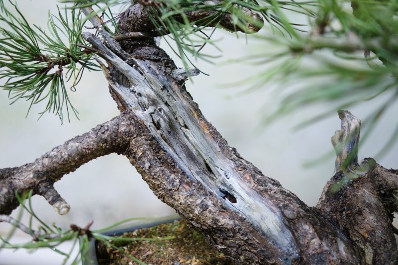 hohler Stamm