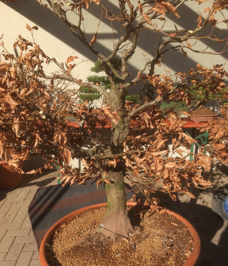Buche noch in Oppenau
