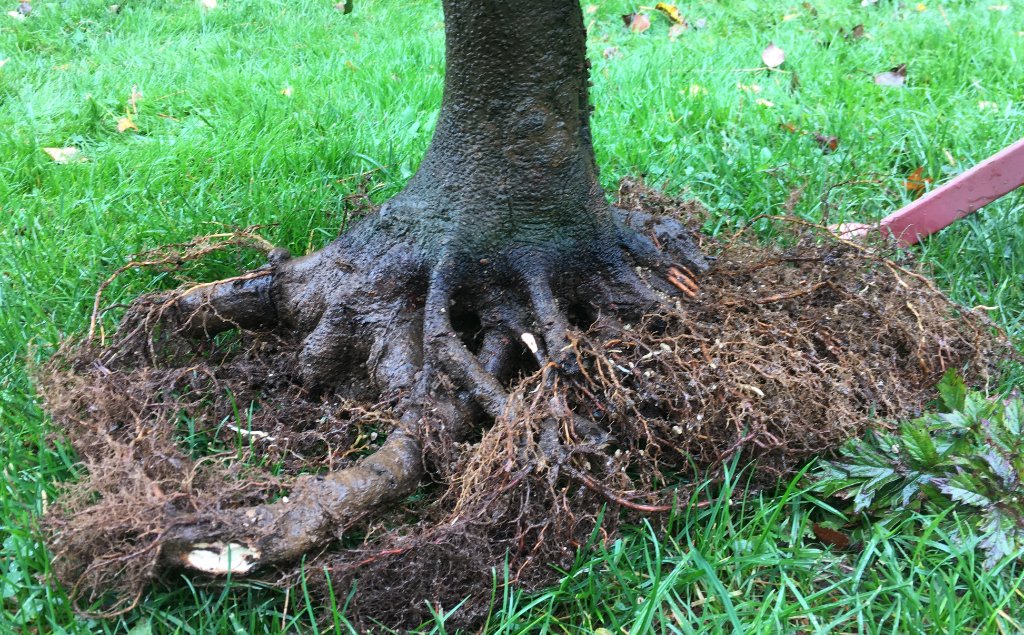 Umtopfen 2019 im Spätsommer
