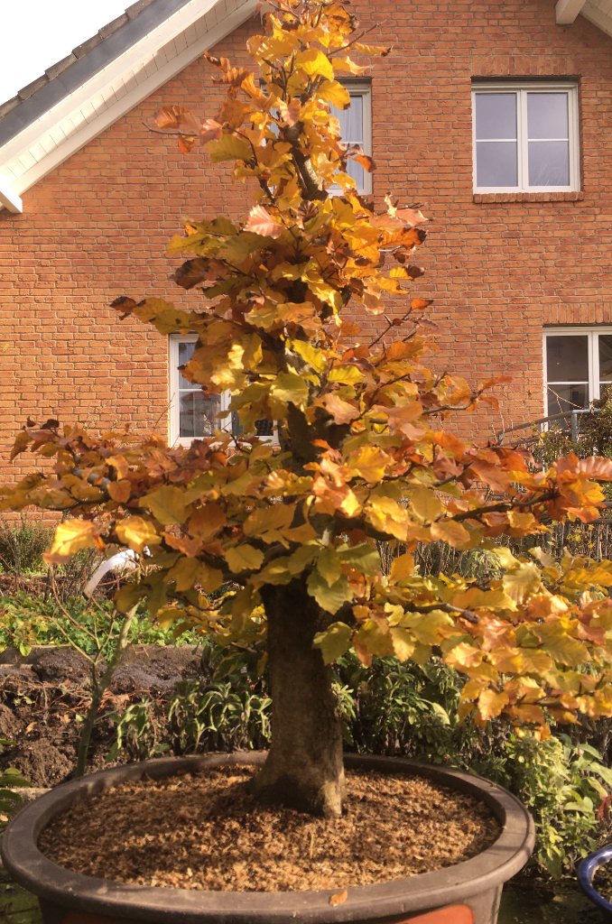 Herbst 2019 in etwas kleinerer Schale