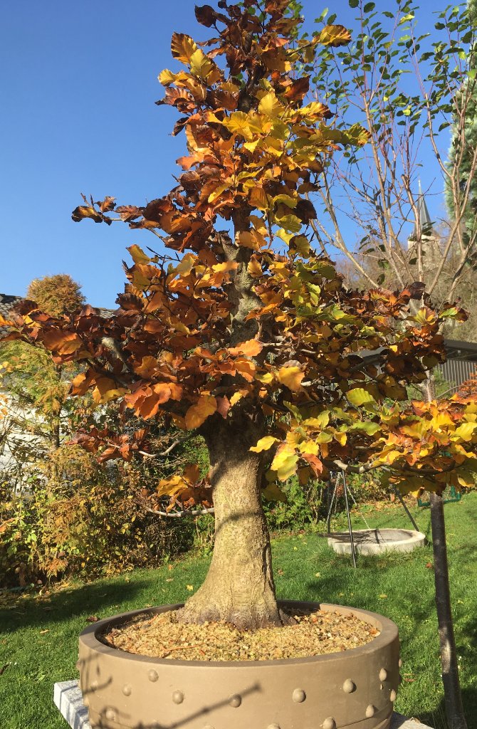 Herbstbild in passender Schale