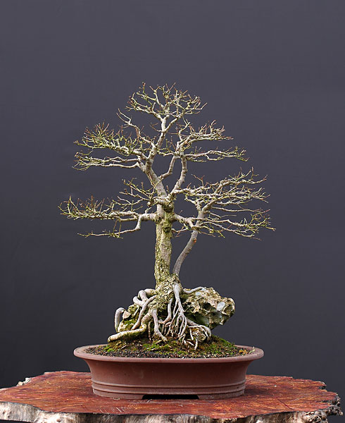 Feldulme, 35 cm
