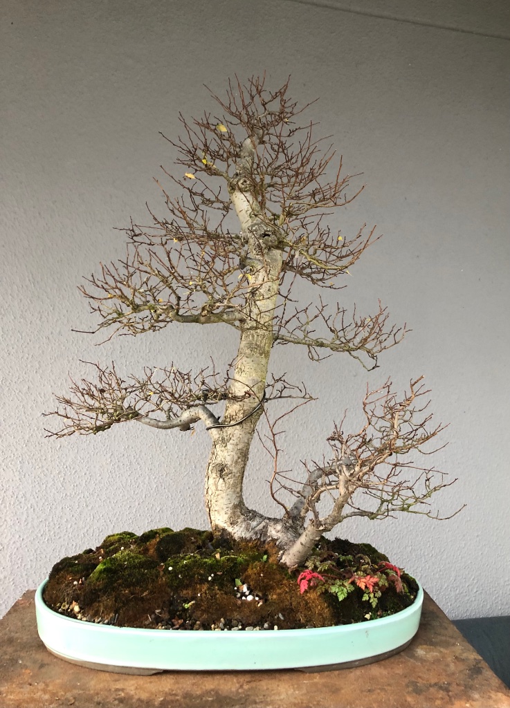 Rückseite, die Unterpflanzung ist die Wildform des Storchschnabels (Geranium)