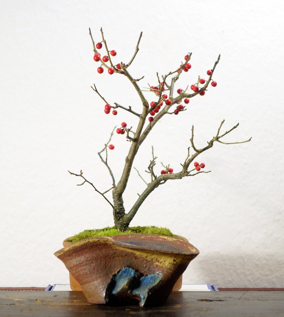 Japanische Winterbeere Ilex serrata mit ihrer zukünftigen Heinzlreiter-Schale