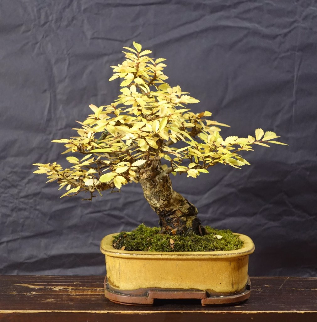Japanische Ulme Shohin in Marc Behrenbricker-Schale
