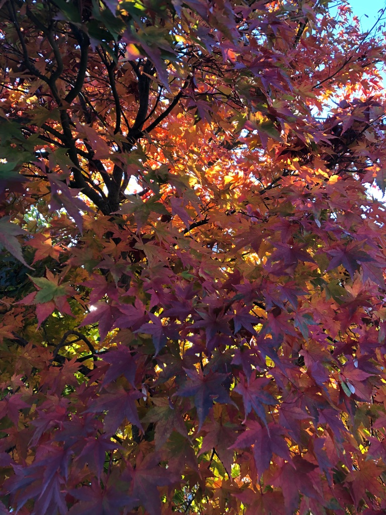 87F240D3-9928-413A-84D9-60513826F433.jpeg