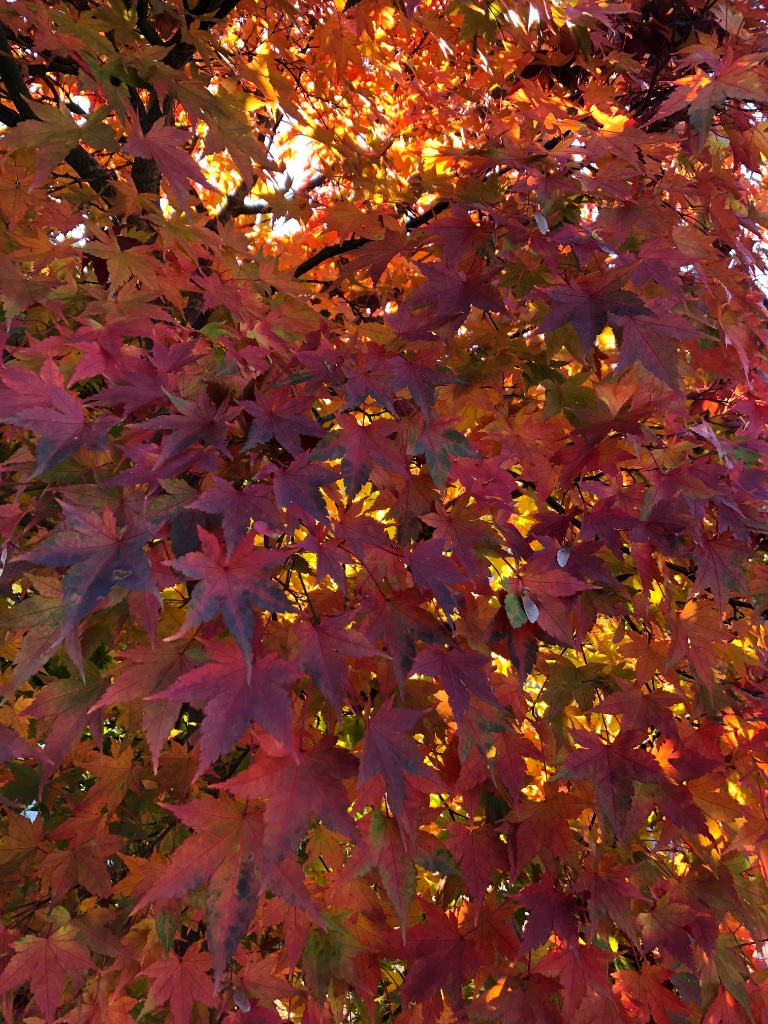 AE5362EE-B435-4036-B3CC-F26B2F17D59A.jpeg