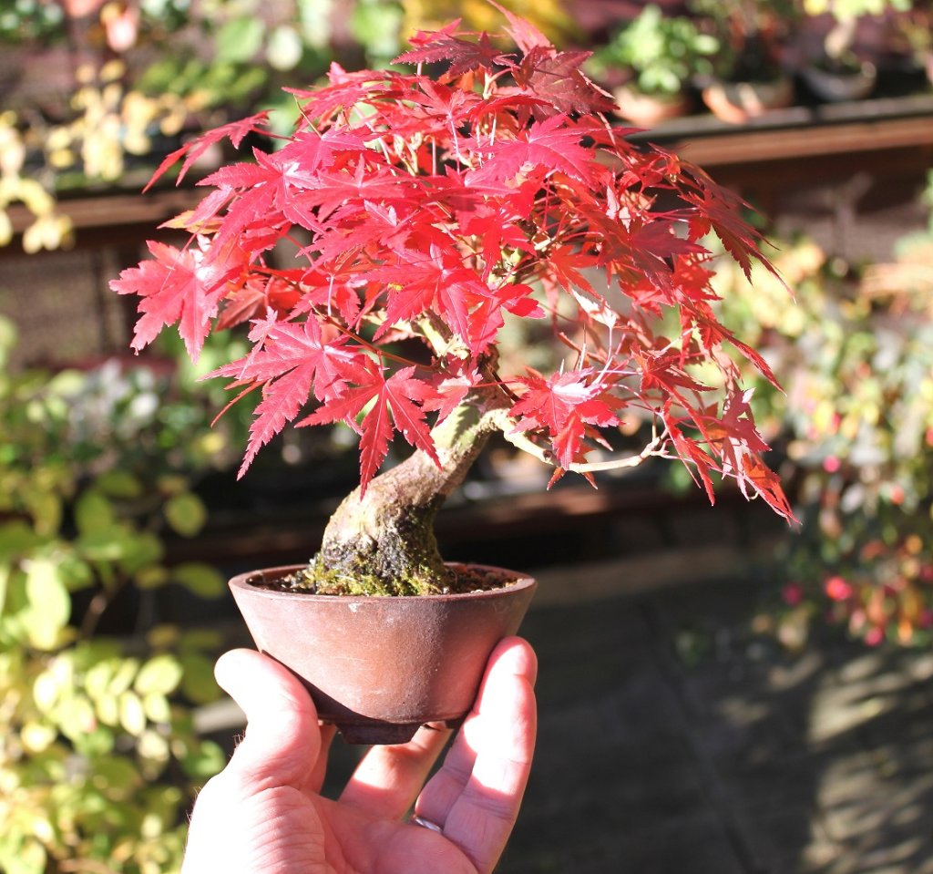 ahornshohin2021.JPG