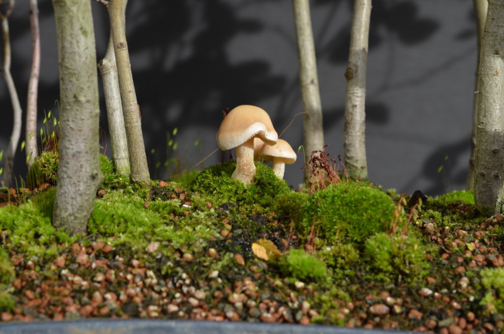 DSC_2517.JPG