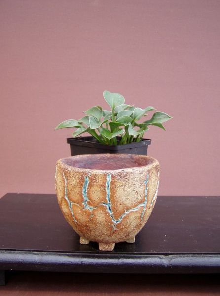 etwas größere Hosta