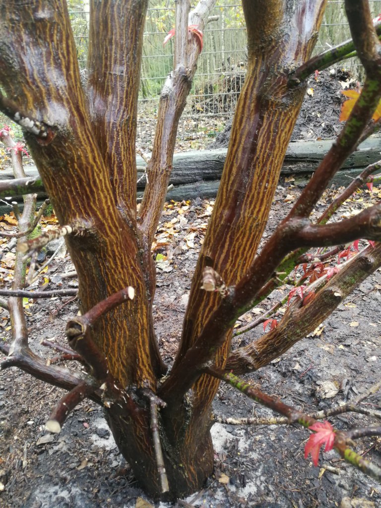 IMG_20211108_135547.jpg