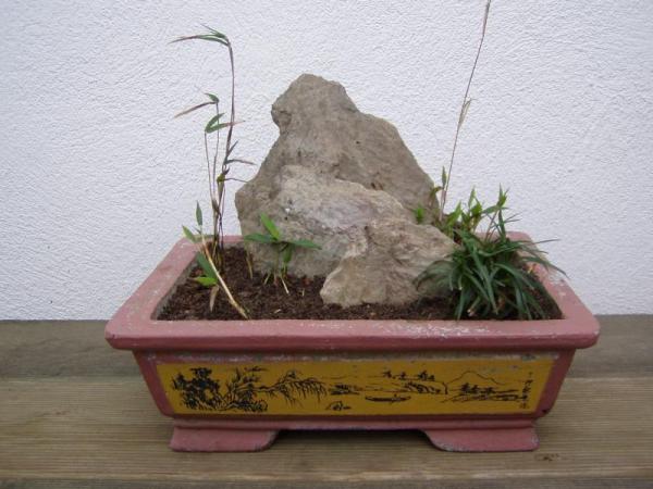 Zwergbambus in Beton:2006 gepflanzt