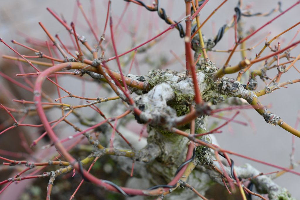 DSC_1244.JPG
