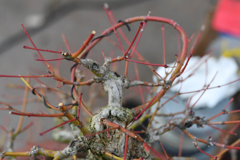 DSC_1245.JPG