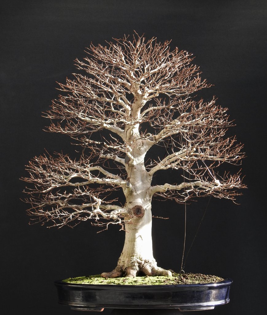 Fagus Crenata 12.11.2021.JPG