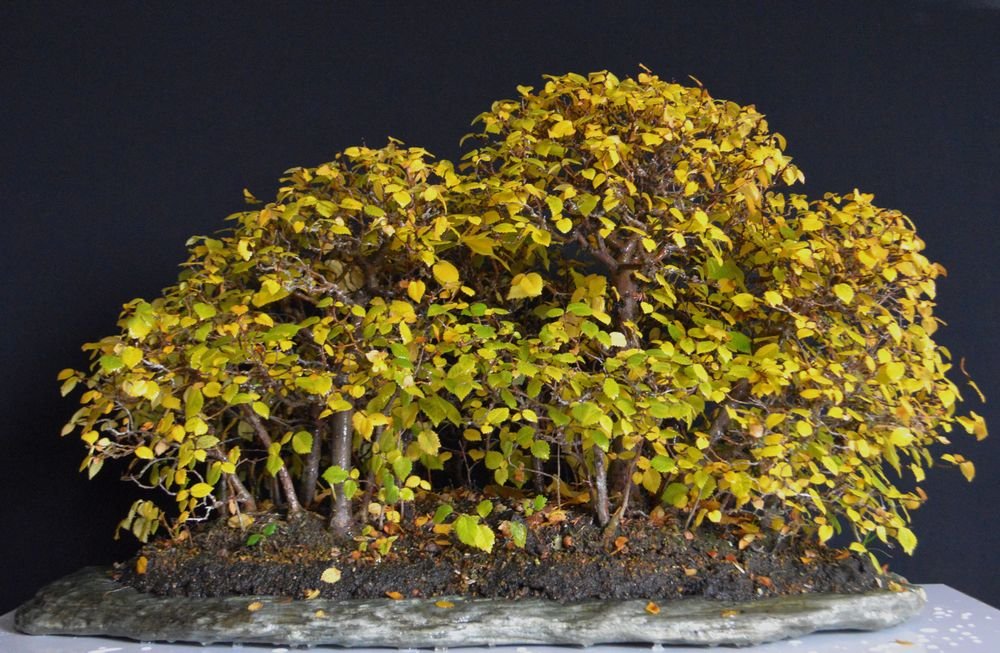 Feldulmenwald 18.11.21.jpg