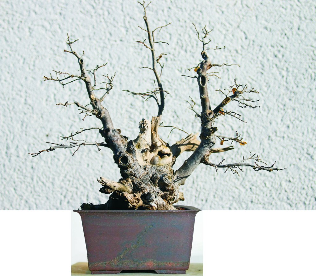 Schale von Laszlo Nagy