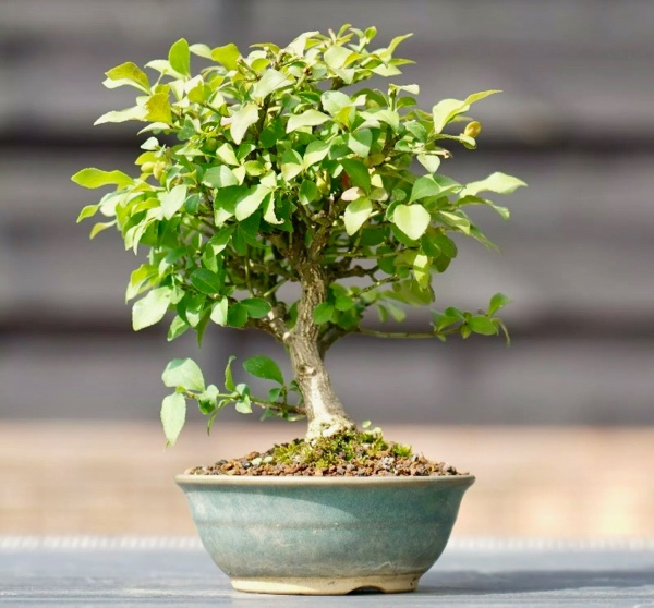Euonymus 1 - 1.jpg