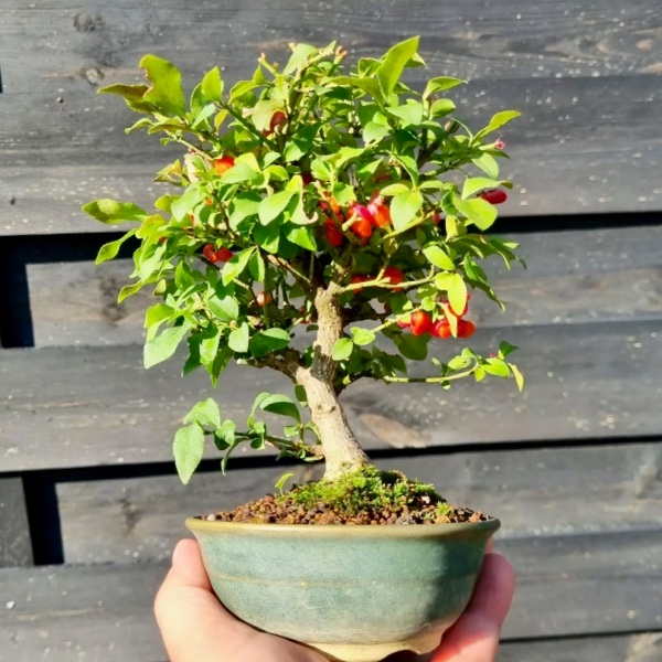 Euonymus 2 - 1.jpg