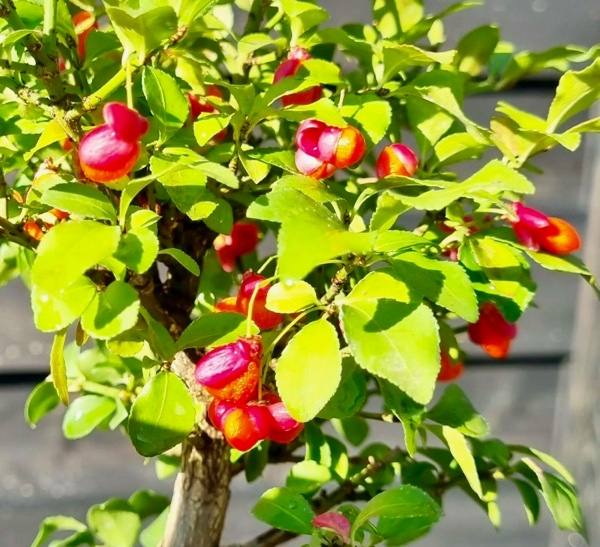 Euonymus 2 (Detail) - 1.jpg
