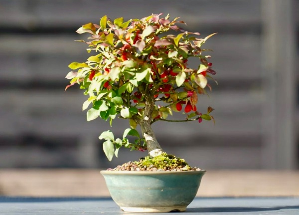 Euonymus 3 - 1.jpg
