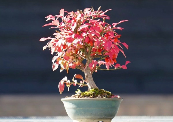 Euonymus 4 - 1.jpg