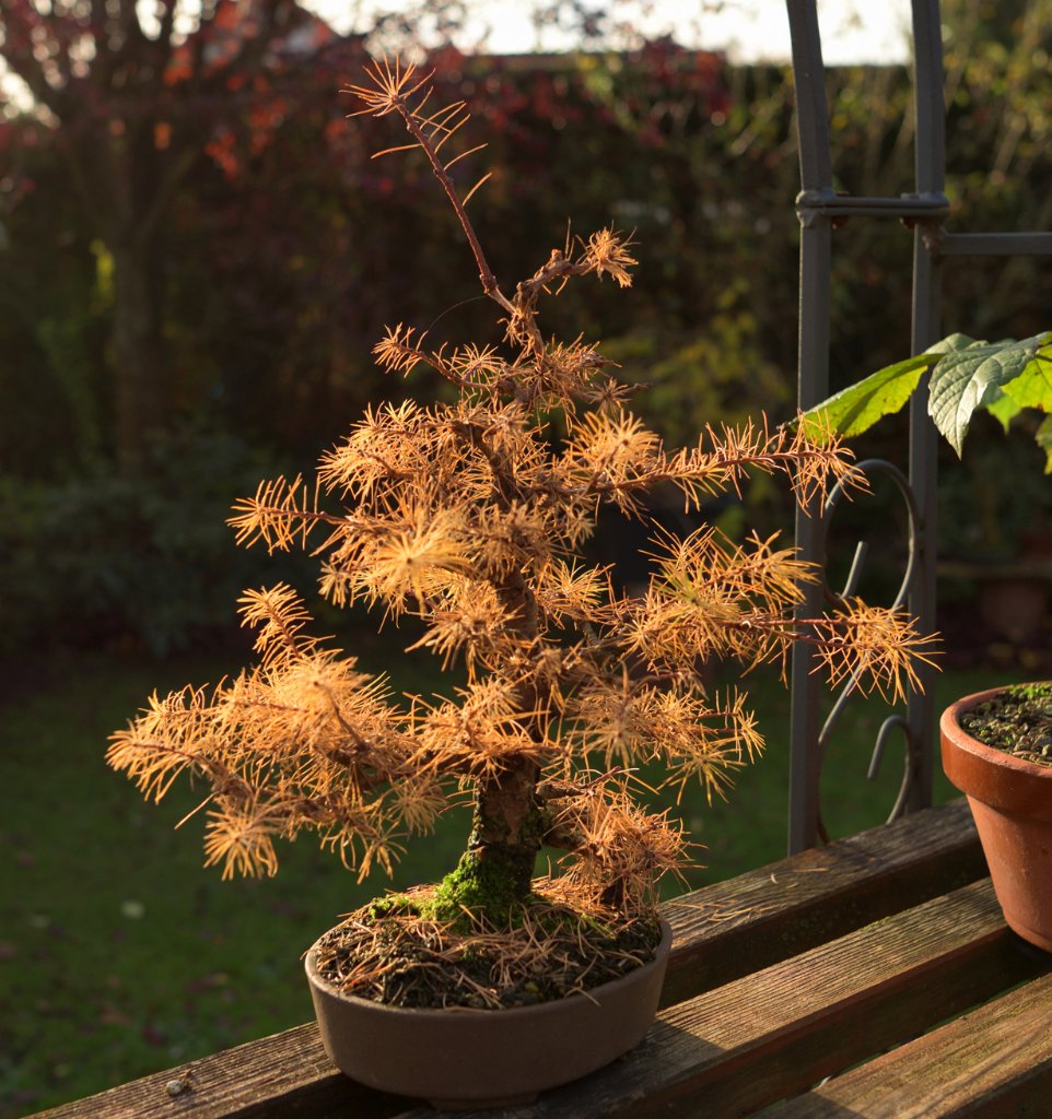 Larix kaempferi