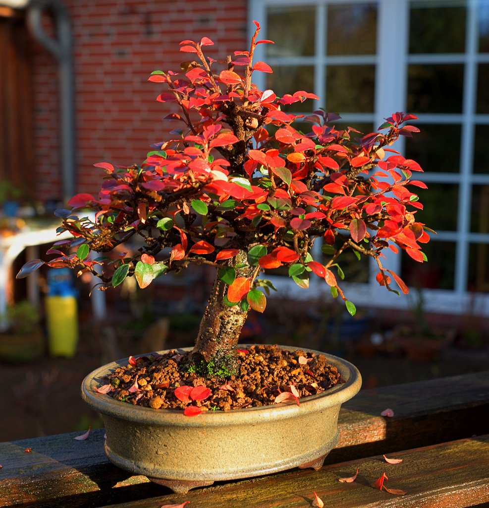Cotoneaster 'Streibs Findling'