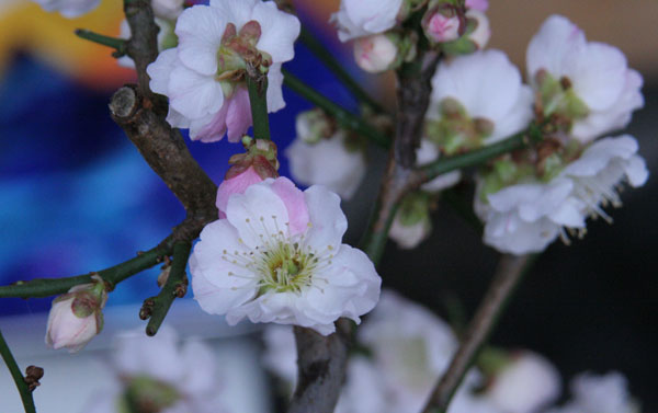 Blüte3.jpg