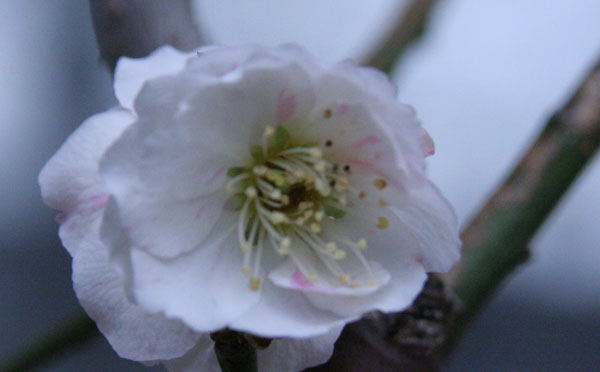 Blüte2.jpg