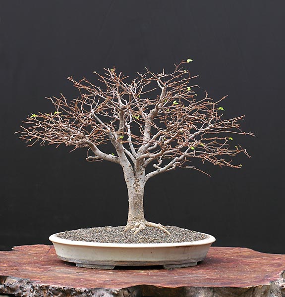 Zelkove, 35 cm