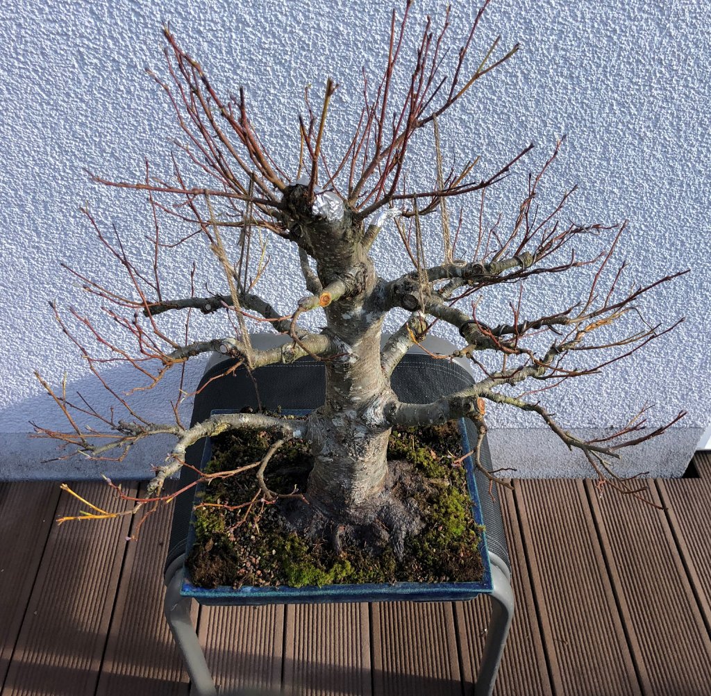 Schwarzerle Herbst2021(2).JPG