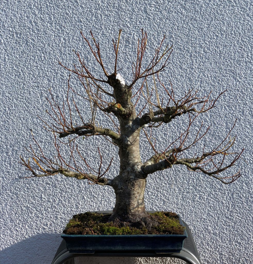 Schwarzerle Herbst2021(3).JPG