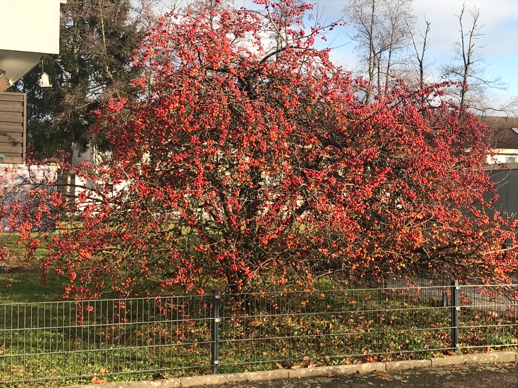 Zierapfel.jpg