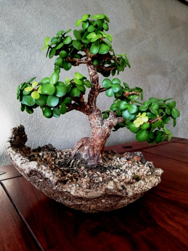 Portulacaria.JPG